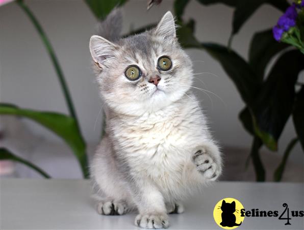 thechubbyfacedcat Picture 1